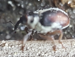 Ceutorhynchus semirufus