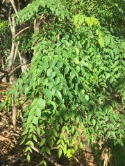 Moringa stenopetala