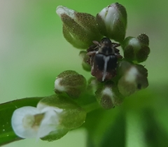 Ceutorhynchus semirufus