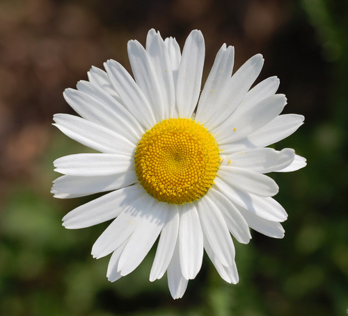 Oxeye Daisy (Noxious Weeds of Colorado) · iNaturalist