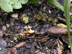 Cortinarius alienatus