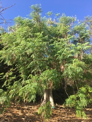Moringa stenopetala