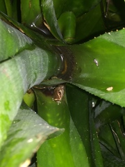 Eleutherodactylus antillensis