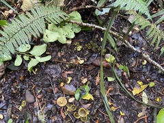 Cortinarius alienatus
