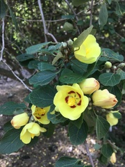 Hibiscus diplocrater