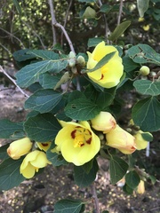 Hibiscus diplocrater