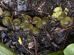 Cortinarius alienatus