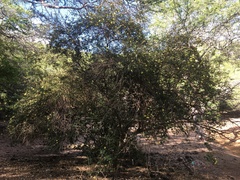 Hibiscus diplocrater