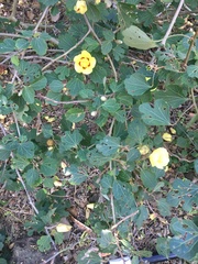 Hibiscus diplocrater