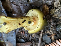 Cortinarius alienatus