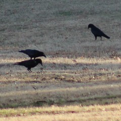 Corvus brachyrhynchos