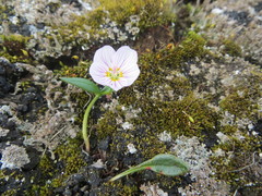 Claytonia tuberosa