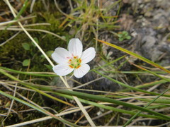 Claytonia tuberosa