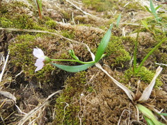 Claytonia tuberosa
