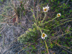 Noticastrum