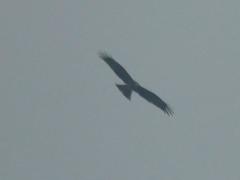 Milvus migrans