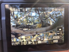 Anthochaera paradoxa paradoxa