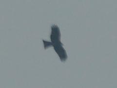 Milvus migrans