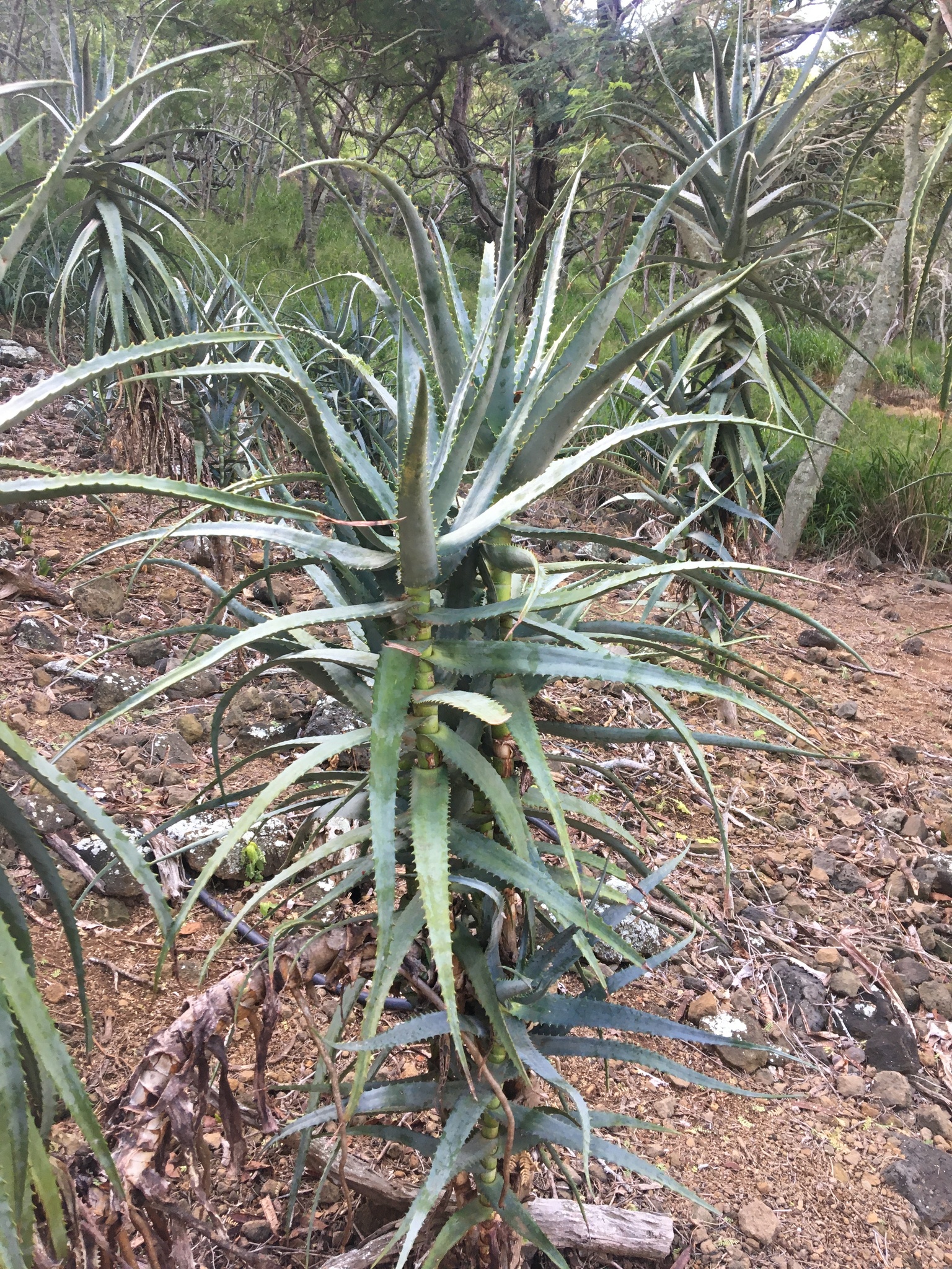 Aloe penduliflora