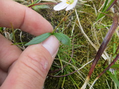 Claytonia tuberosa