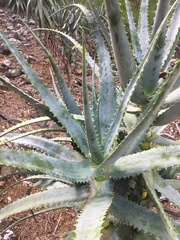 Aloe penduliflora