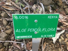 Aloe penduliflora