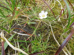 Claytonia tuberosa
