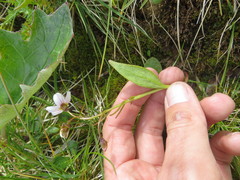 Claytonia tuberosa