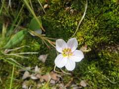 Claytonia tuberosa