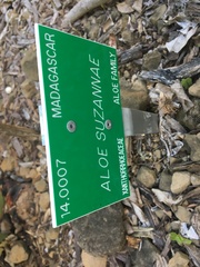 Aloe suzannae