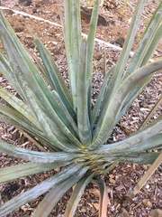 Aloe suzannae
