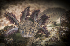 Ambystoma taylori