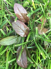 Magnoliopsida
