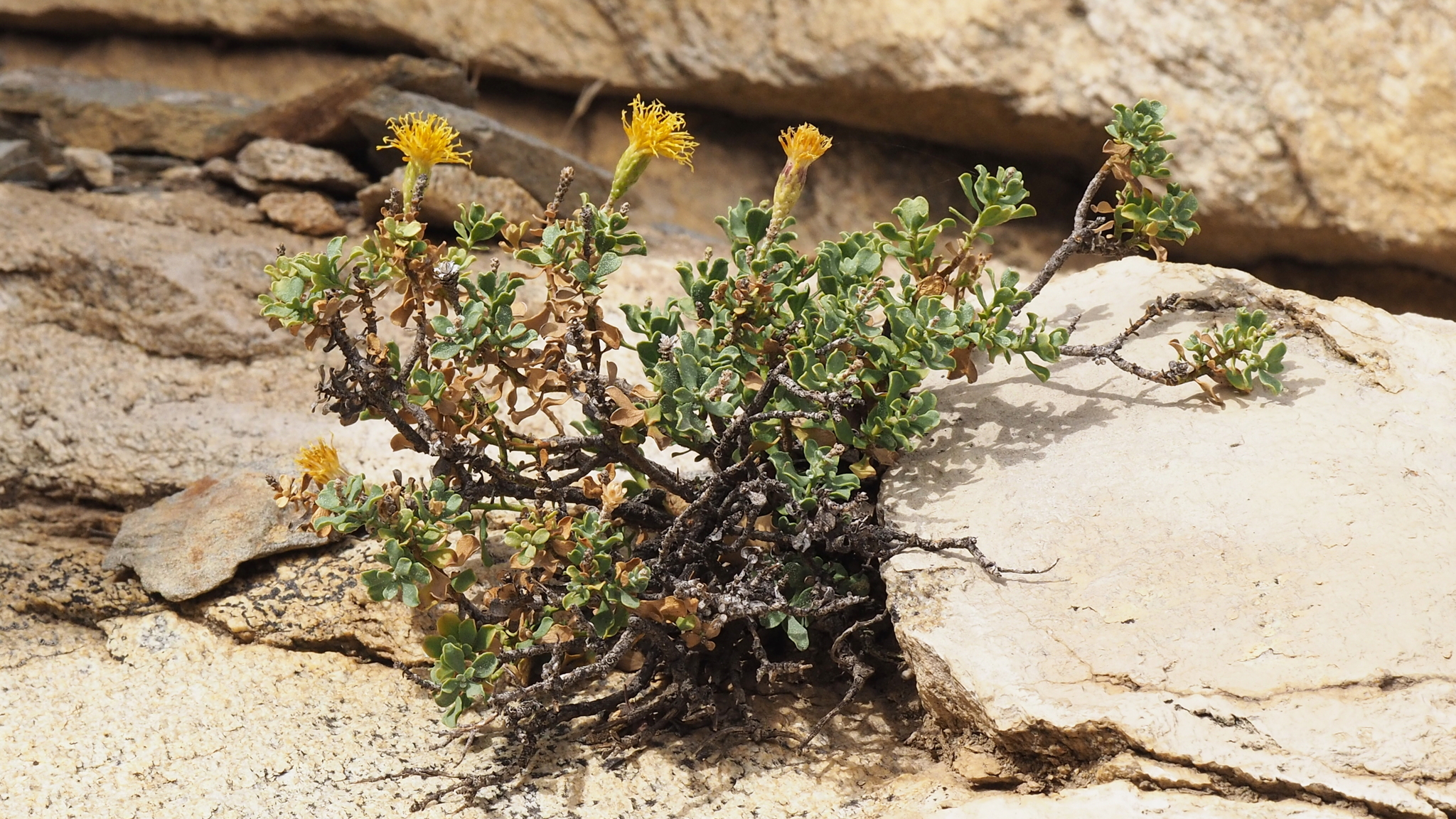 Ericameria cuneata var. macrocephala