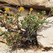 Ericameria cuneata macrocephala - Photo (c) Fred Melgert / Carla Hoegen, algunos derechos reservados (CC BY-NC), subido por Fred Melgert / Carla Hoegen
