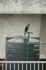 Corvus splendens
