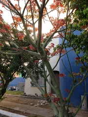 Magnoliopsida