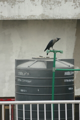 Corvus splendens