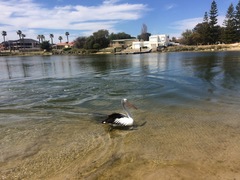 Pelecanus conspicillatus