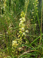 Schoenolirion wrightii