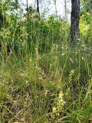 Schoenolirion wrightii