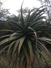 Aloe excelsa