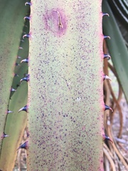 Aloe excelsa