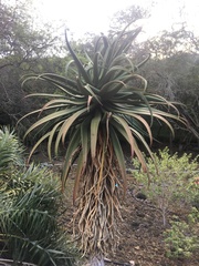 Aloe excelsa