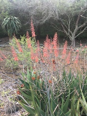Aloe rivae