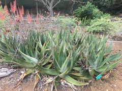 Aloe rivae