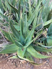Aloe rivae