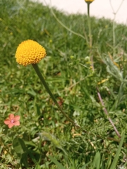 Asteraceae
