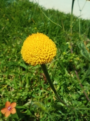Asteraceae