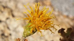 Ericameria cuneata macrocephala